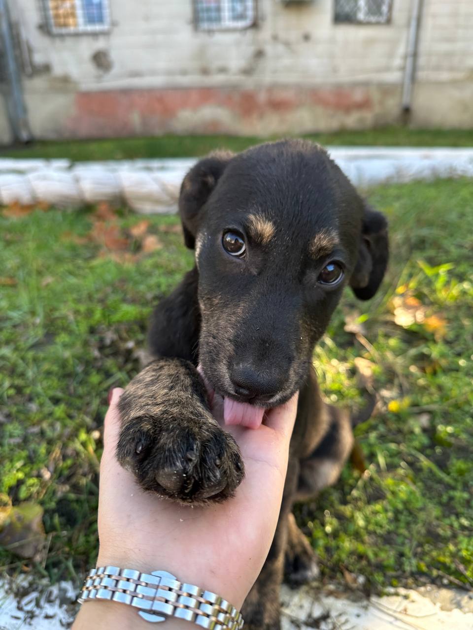 Наталия Пащенко: Два брата из ларца, одинаковых с лица, ищут свой дом и любящие сердца! Наталия Пащенко: Два брата из ларца, одинаковых с лица, ищут свой дом и любящие сердца!