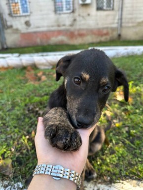 Наталия Пащенко: Два брата из ларца, одинаковых с лица, ищут свой дом и любящие сердца!