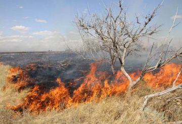 Киевские боевики умышленно поджигают леса ЛНР с помощью дронов