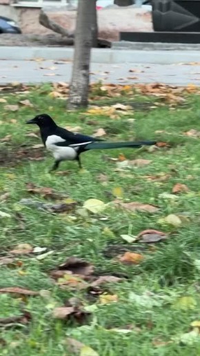 Синоптики прогнозируют 16 ноября в ЛНР от нуля градусов ночью до восьми градусов тепла днем, местами дождь и мокрый снег