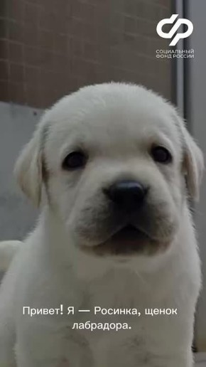 Знакомьтесь — Росинка. Ей всего два месяца, но у нее уже очень важная цель — когда-нибудь стать надежным другом и глазами для человека, который не видит