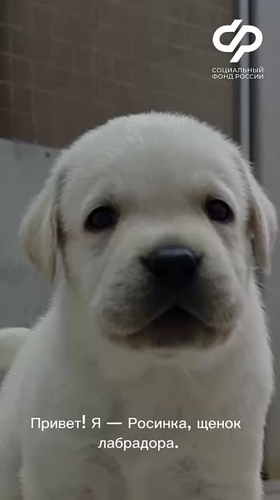 Знакомьтесь — Росинка. Ей всего два месяца, но у нее уже очень важная цель — когда-нибудь стать надежным другом и глазами для человека, который не видит