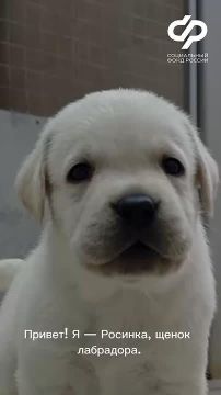 Знакомьтесь — Росинка. Ей всего два месяца, но у нее уже очень важная цель — когда-нибудь стать надежным другом и глазами для человека, который не видит