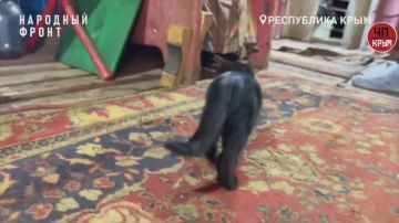 Милота дня: Кошка с котятами прибилась к крымским бойцам ПВО