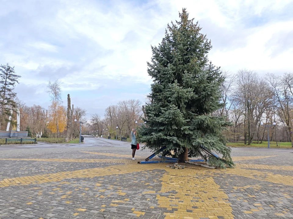 В луганском парке установили живую ель: Подарок от жителя