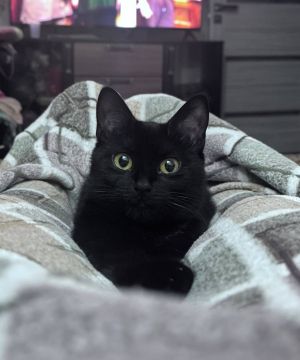 Бу!. Сладких, черных, мокрых носиков вам на ночь А эти черные милахи - любимые питомцы наших подписчиков, которым они точно-точно приносят счастье, а не как в той самой советской песне Мы в MAX