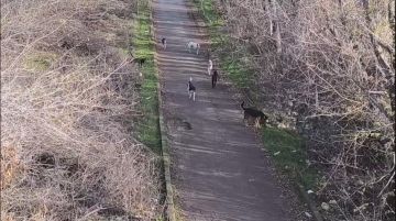 Дмитрий Зименкин: Меня сегодня чуть инфаркт не хватил, когда стая бродячих собак в луганском парке с лаем бросилась в мою сторону