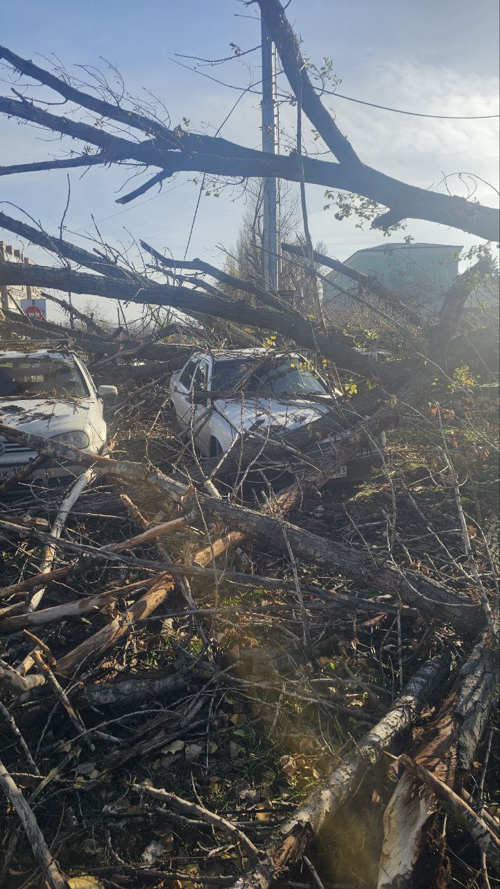 Дерево упало на автомобили возле Луганского центра медицины катастроф Дерево упало на автомобили возле Луганского центра медицины катастроф