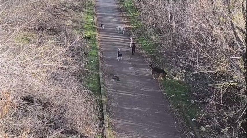 Дмитрий Зименкин: Меня сегодня чуть инфаркт не хватил, когда стая бродячих собак в луганском парке с лаем бросилась в мою сторону