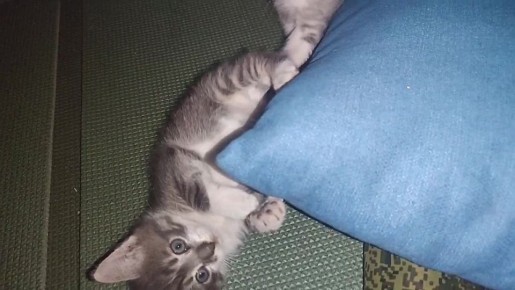 А вот каких милашек приютили наши подписчики на передовой