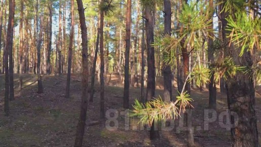 111Потерявшийся в лесном массиве 75-летний житель Станицы Луганской возвращён домой