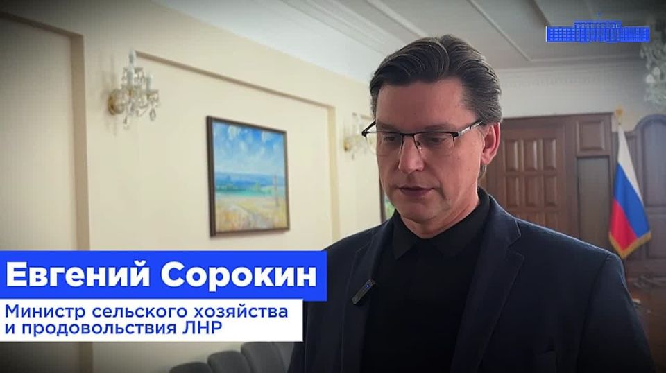 Муниципалитеты получат средства на отлов и стерилизацию бездомных животных