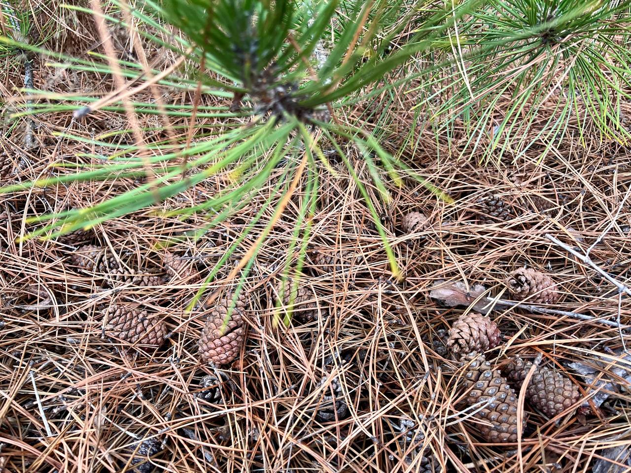 Синоптики прогнозируют 24 ноября в Республике до 15 градусов тепла днем, местами небольшой дождь