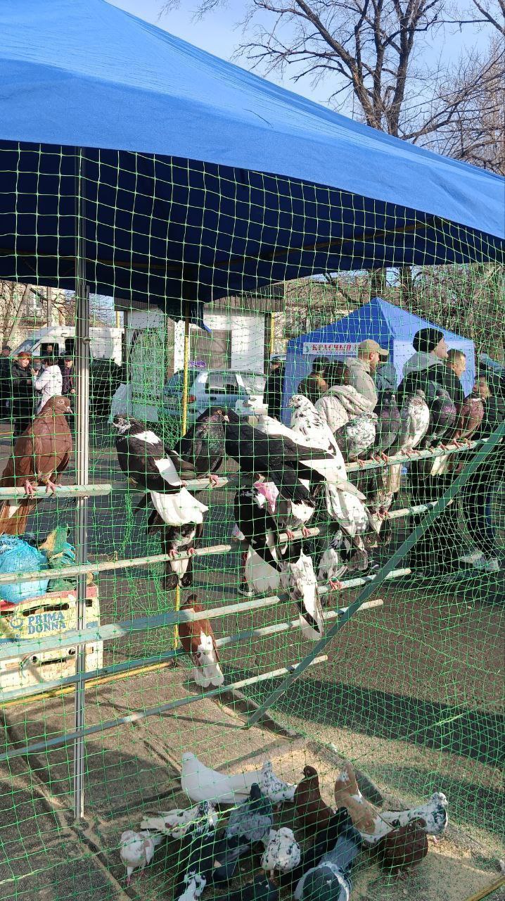 В Красном Луче прошла традиционная выставка-ярмарку голубей, кур, попугаев, кроликов а также певчих и декоративных птиц В Красном Луче прошла традиционная выставка-ярмарку голубей, кур, попугаев, кроликов а также певчих и декоративных птиц