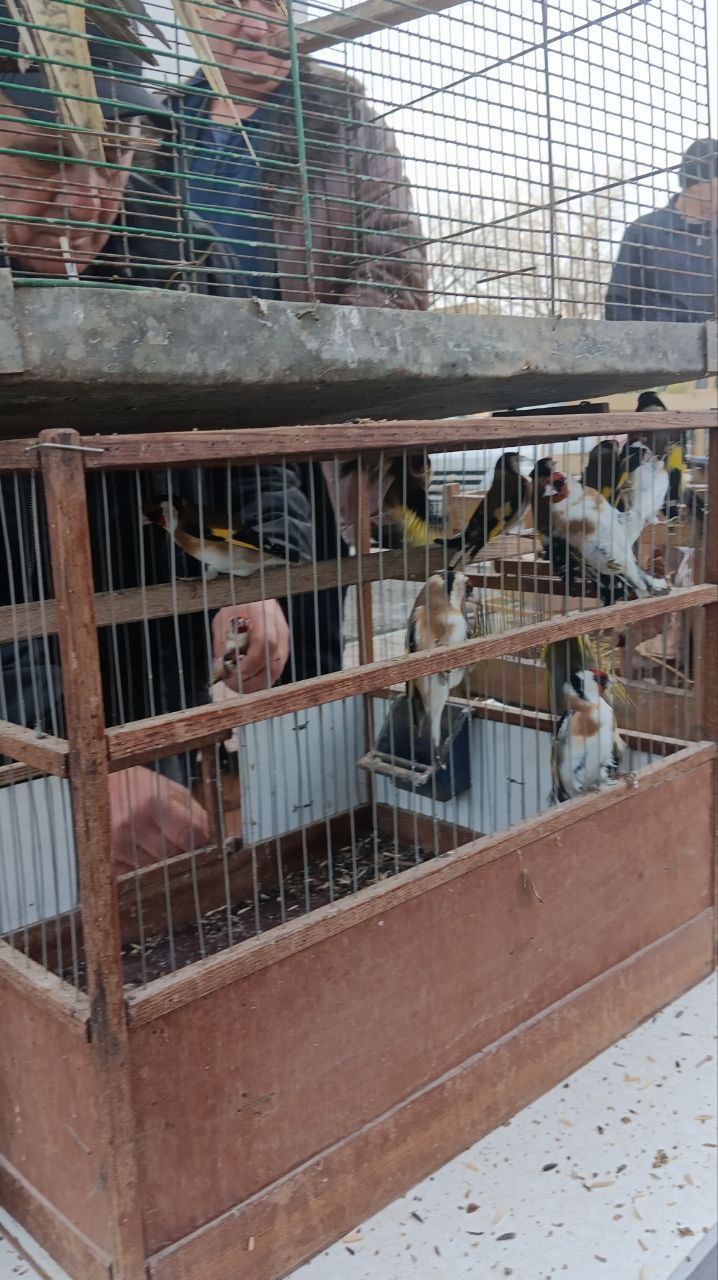 В Красном Луче прошла традиционная выставка-ярмарку голубей, кур, попугаев, кроликов а также певчих и декоративных птиц В Красном Луче прошла традиционная выставка-ярмарку голубей, кур, попугаев, кроликов а также певчих и декоративных птиц