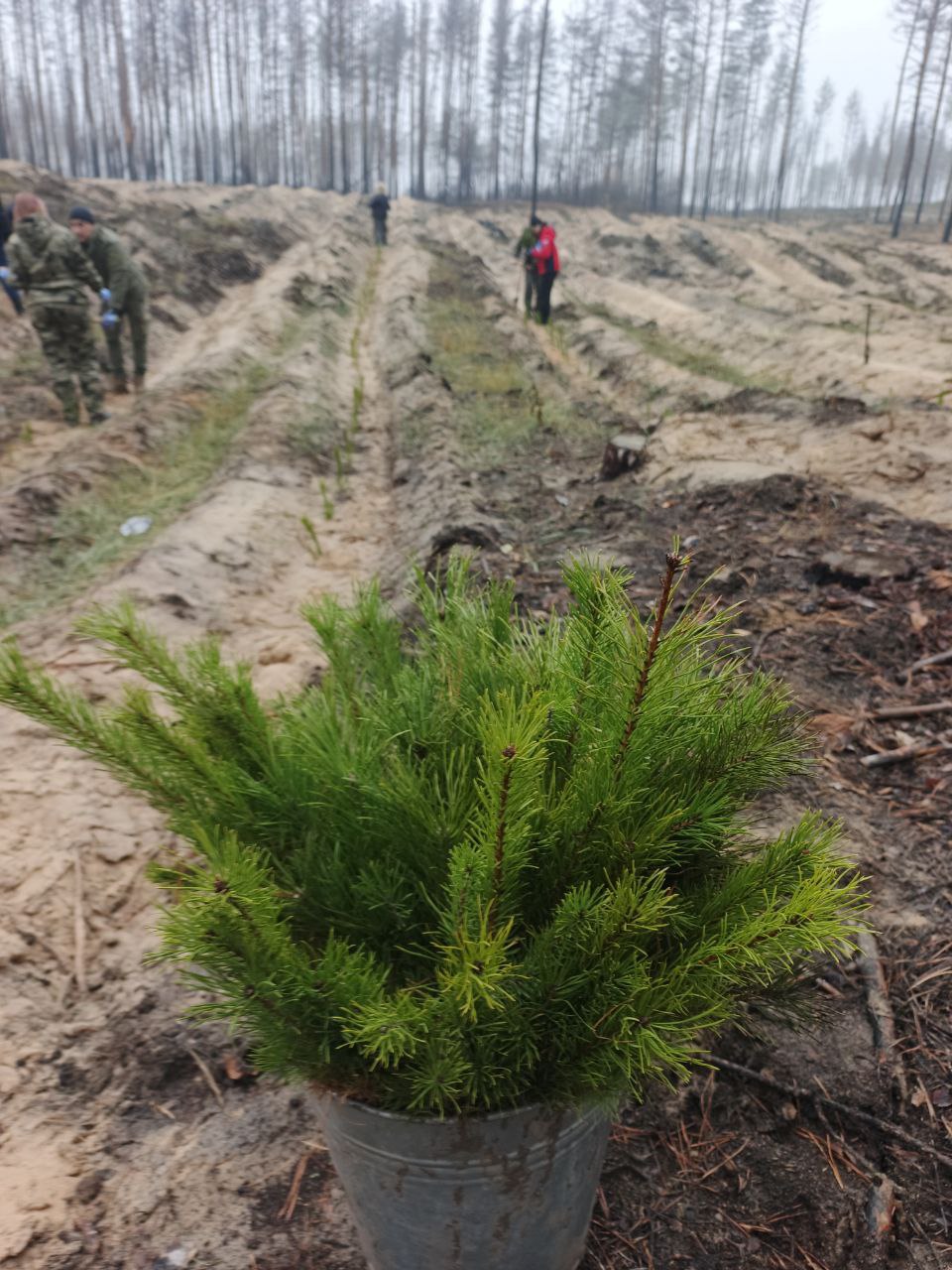Эко-десант в Новоайдарском округе: масштабная акция по спасению лесов