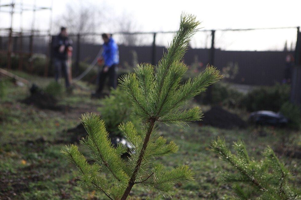 «Зеленый щит» Донбасса: В Волновахе заложили лесополосу против опустынивания