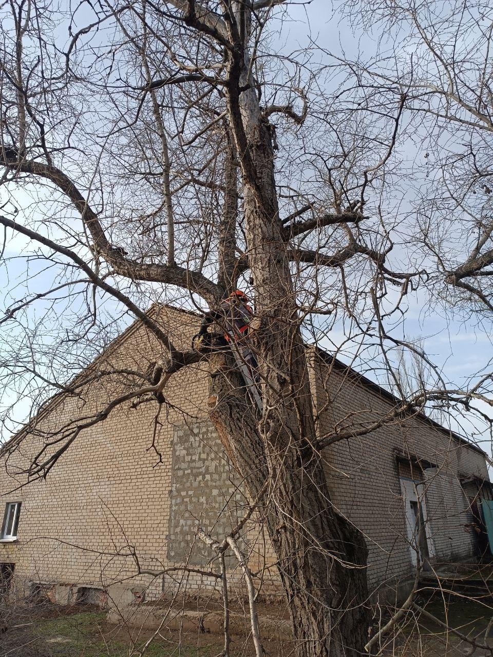 В Македоновке расчистили от аварийных деревьев территорию у Дома культуры
