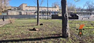 Безнадзорные собоки в центре Луганска