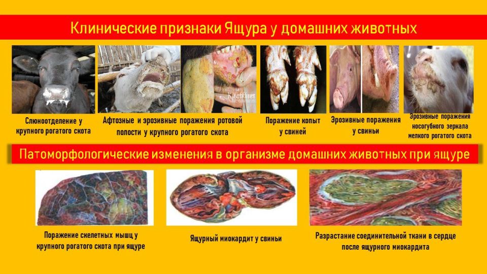 Важная информация о предотвращении Ящура среди животных Важная информация о предотвращении Ящура среди животных