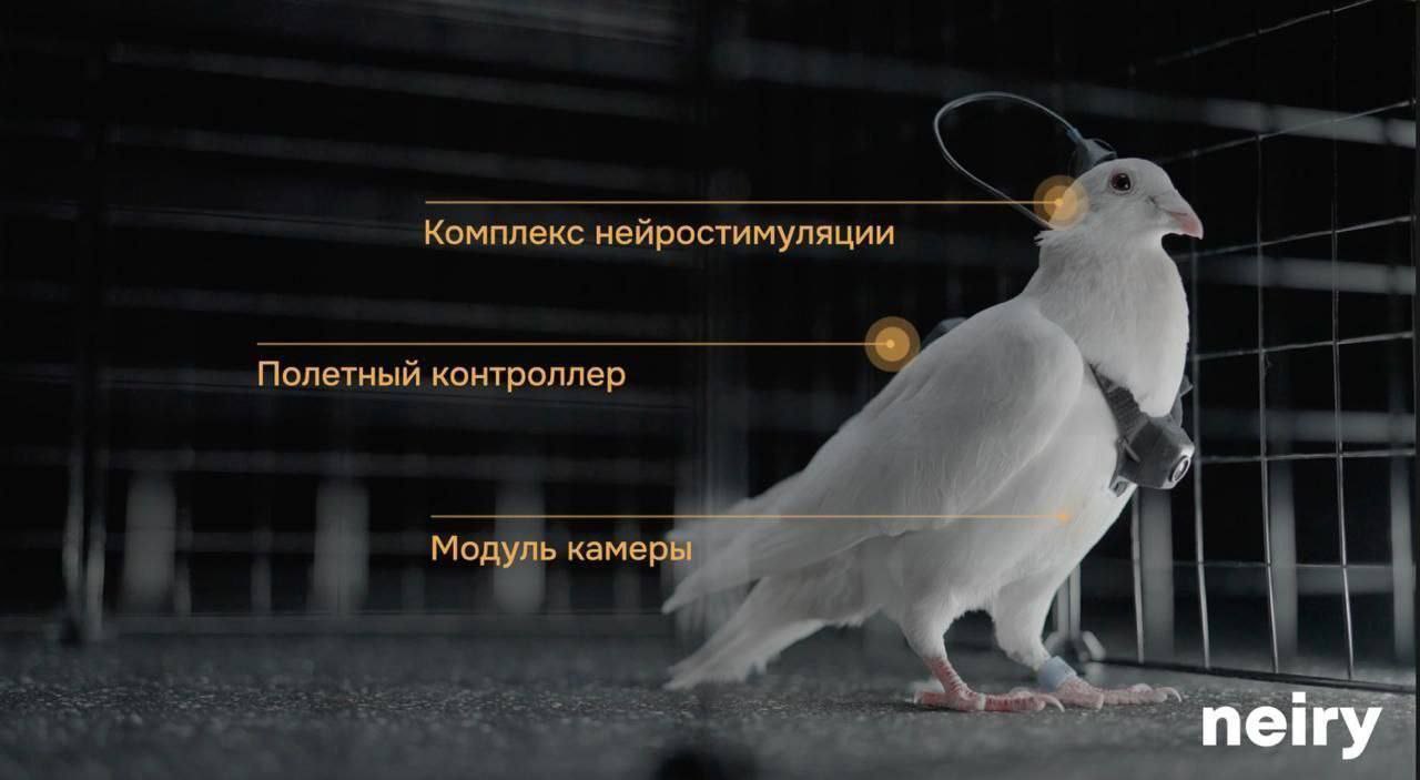 В России создали голубей-дронов для охраны объектов энергетики