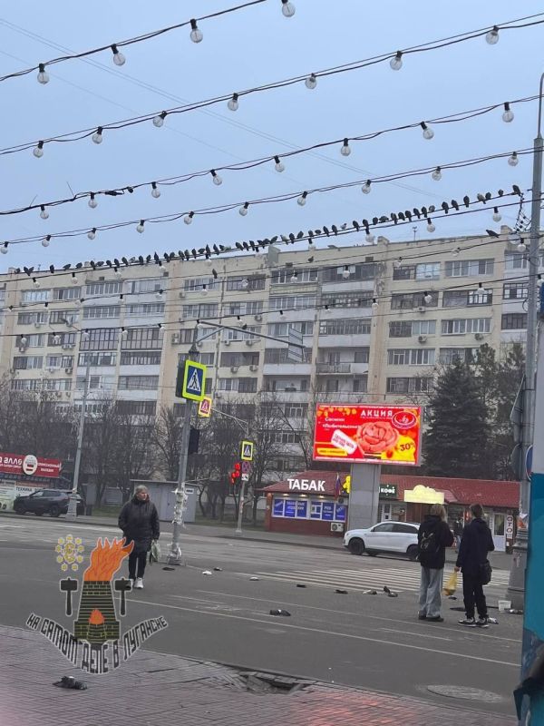 Ветеринары выясняют причину массовой гибели голубей в центре Луганска Ветеринары выясняют причину массовой гибели голубей в центре Луганска