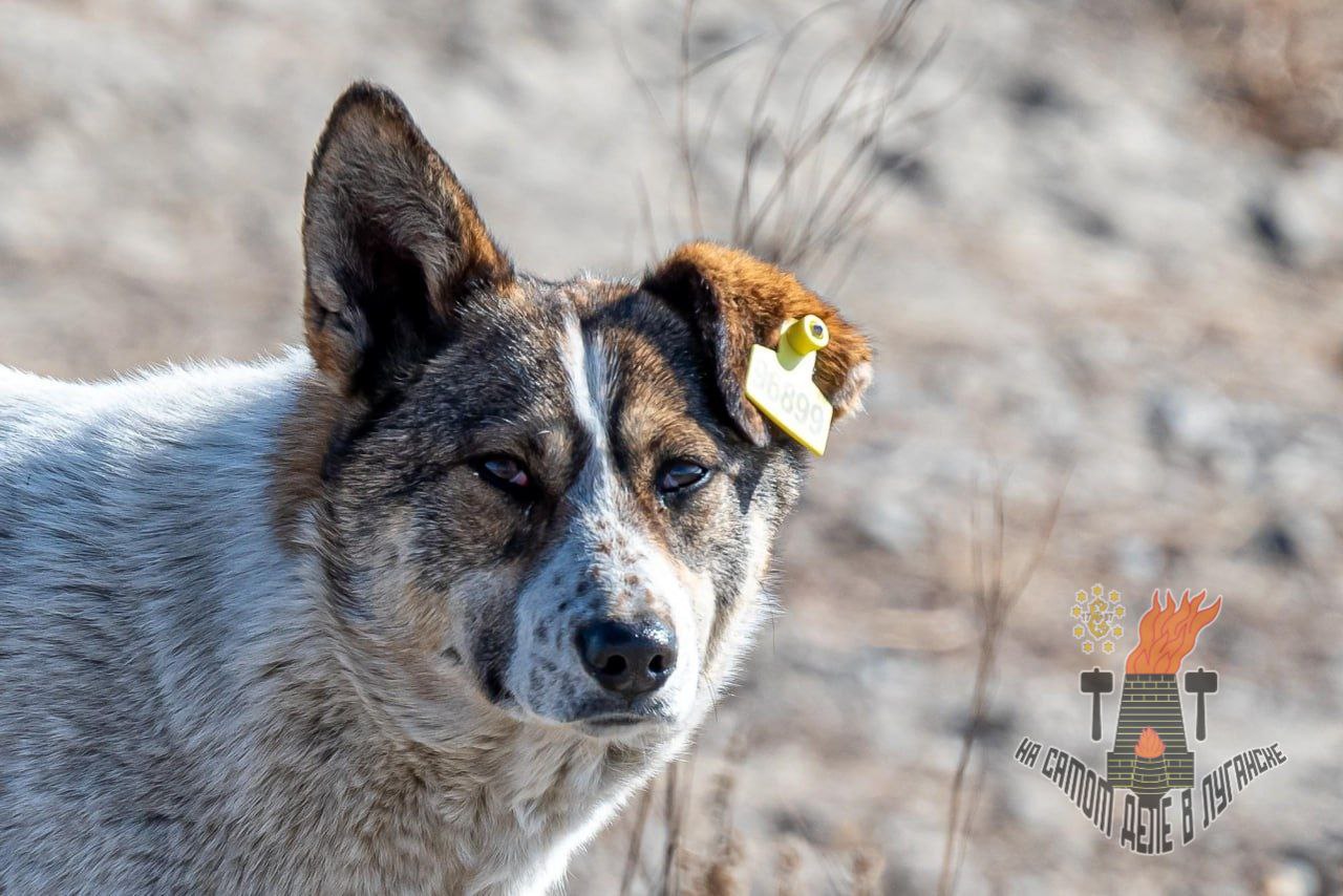 Как будет проходить отлов и чипирование бездомных собак в Луганске