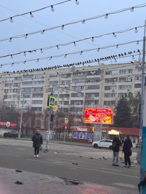 Кадры массовой гибели голубей в центре Луганска разлетаются по соцсетям