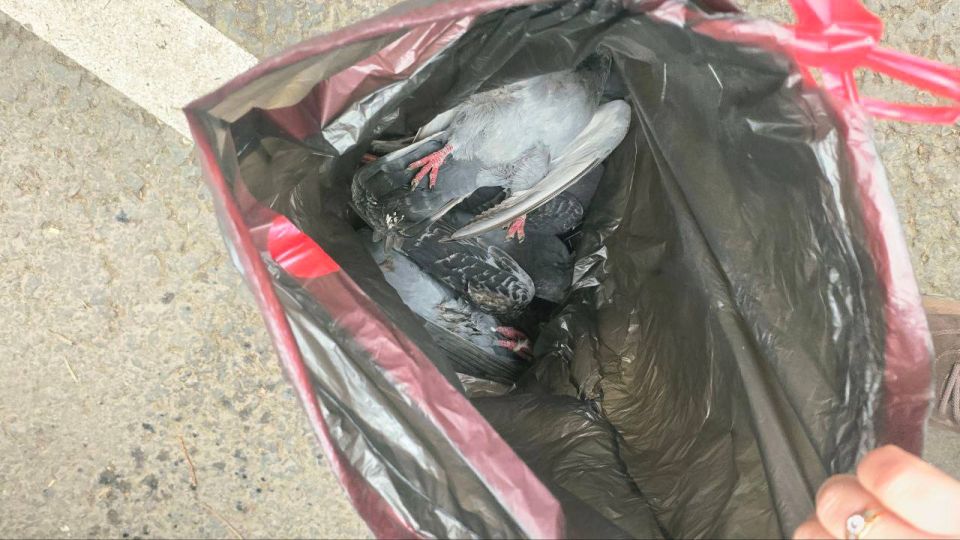 Ветеринары приступили к расследованию массовой гибели птиц в центре Луганска