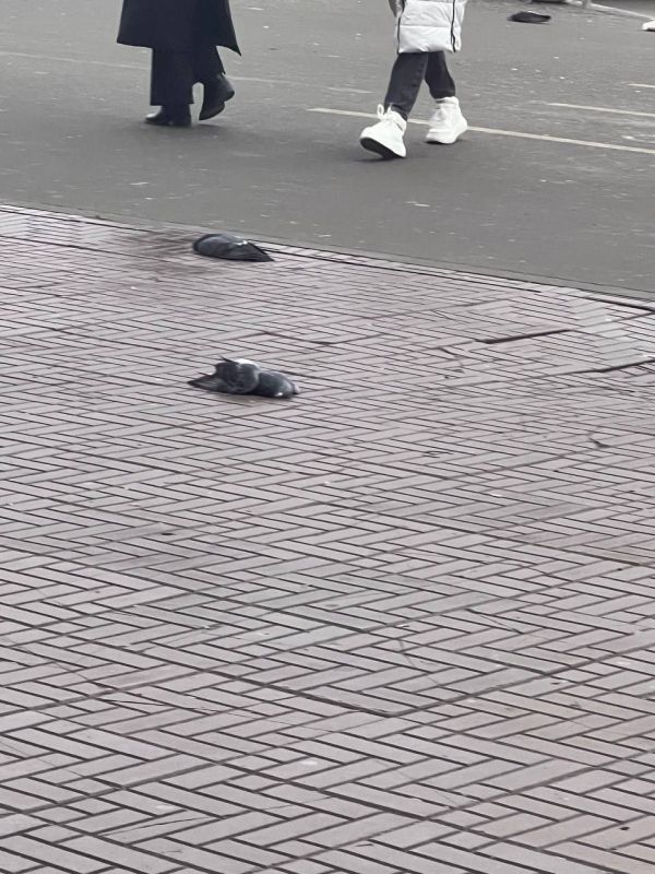 ���������� ����������� �� ������� �������� ������ ���� � ������ ��������