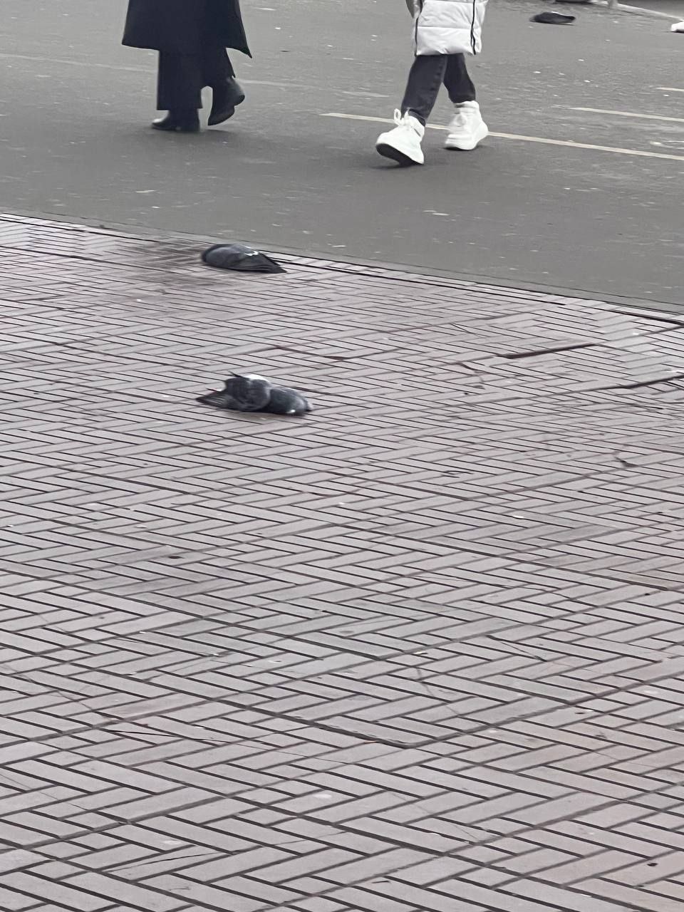 Ветеринары разбираются со случаем массовой гибели птиц в центре Луганска Ветеринары разбираются со случаем массовой гибели птиц в центре Луганска