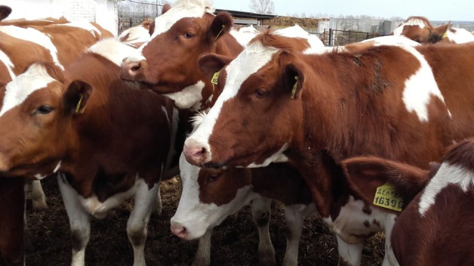 Воронежская область готова помочь ЛНР племенными животными и удобрениями