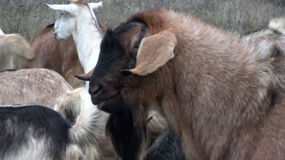 ������� ��������: - � ��� ���?... - ��������� ��� ����������. ��� ���� ��� �����