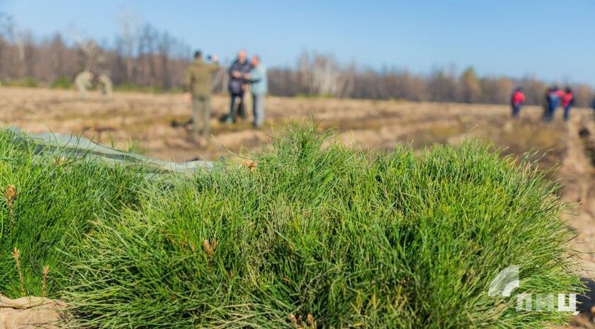 Восстановление лесов в четырех исторических регионах России займет от трех до пяти лет, до 2030 года планируется восстановить три тыс