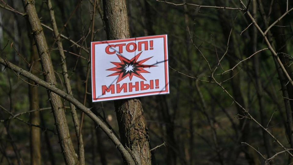 В ЛНР восстановление лесов осложнено из-за минирования территорий