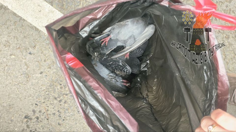 Ветеринары выясняют причину массовой гибели голубей в центре Луганска Ветеринары выясняют причину массовой гибели голубей в центре Луганска