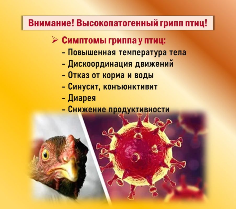 ВНИМАНИЕ: Высокопатогенный грипп птиц ВНИМАНИЕ: Высокопатогенный грипп птиц