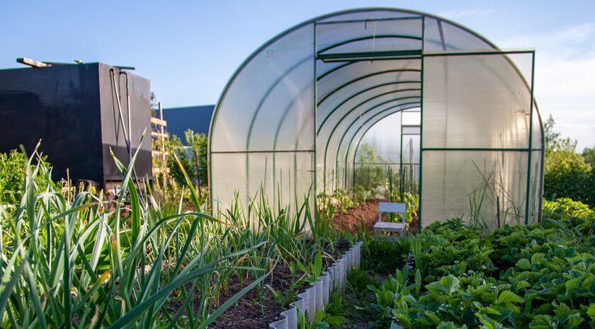 Удаление стрелок — важный момент в выращивании чеснока