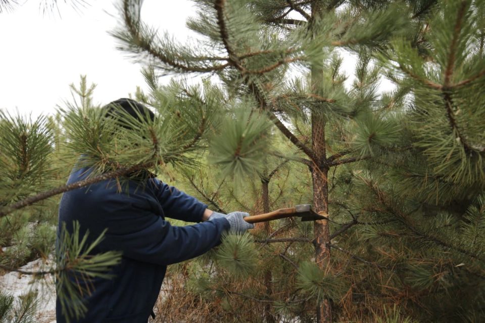 Минприроды ЛНР информирует об ответственности за незаконную рубку хвойных деревьев в предновогодний период