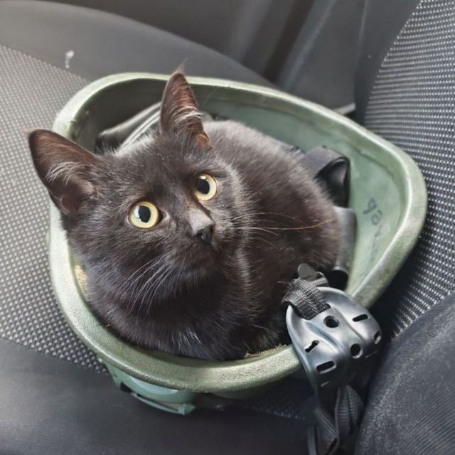 И ещё фронтовых котиков вам в ленту