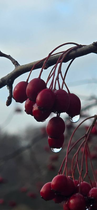 Синоптики прогнозируют 3 декабря в ЛНР от минус 2 градусов ночью до 5 градусов выше нуля днем, местами ожидаются небольшой дождь, мокрый снег, гололед, ночью и утром в отдельных районах туман