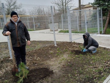 Зелёное будущее Новострельцовки: Акция по посадке сосен у амбулатории и УВК