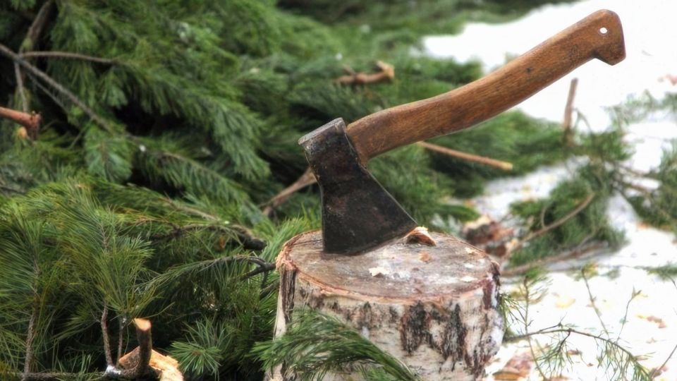 За срубленную ёлку можно получить уголовку