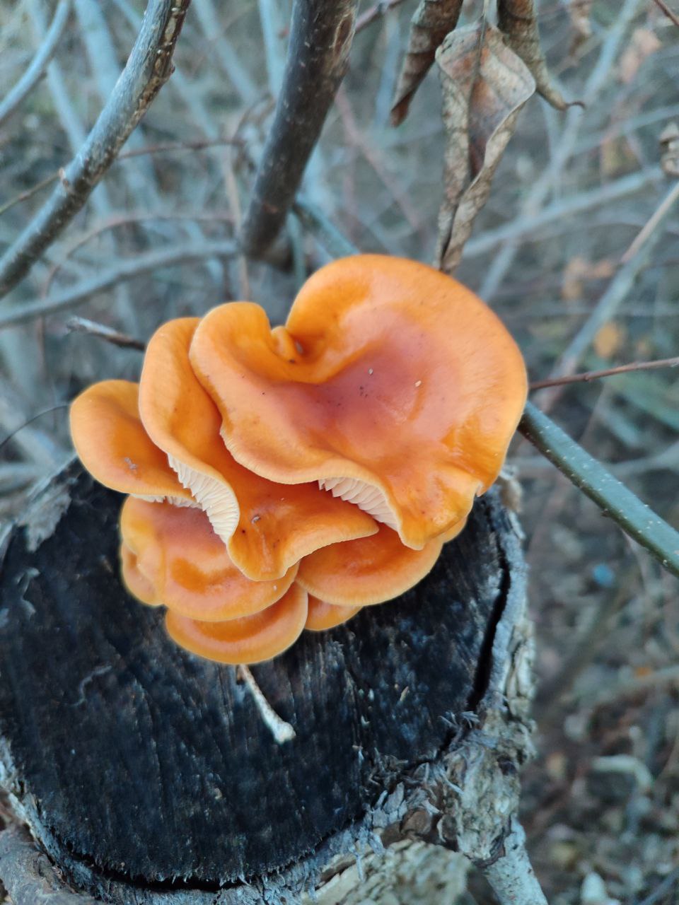 Доброе утро!. Воскресенье, 7 декабря Ночь (00:01–06:00): Пасмурно, около +1°C Доброе утро!. Воскресенье, 7 декабря Ночь (00:01–06:00): Пасмурно, около +1°C
