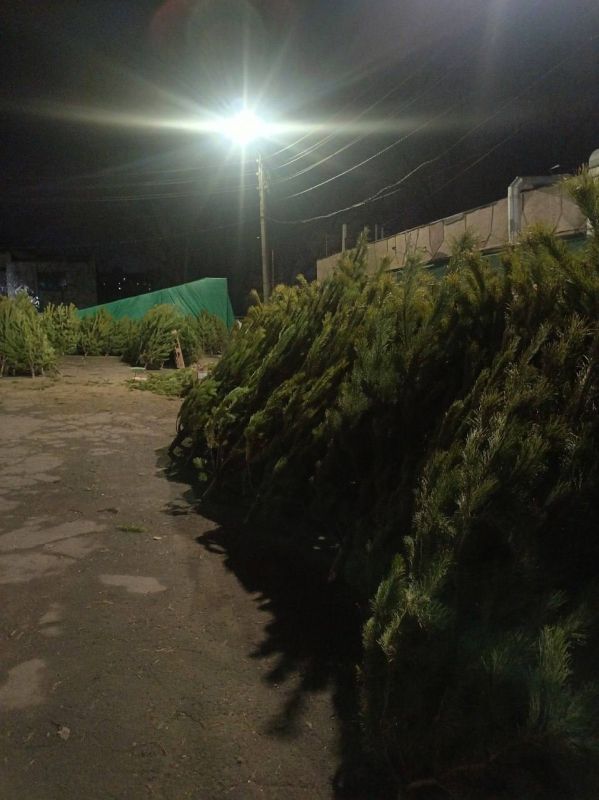 Новый год близко: в Луганске начали продавать живые елки