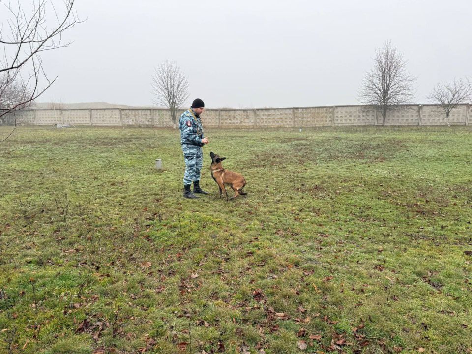 111111 Ученики полицейского класса познакомились со служебными псами Центра кинологической службы регионального МВД 111111 Ученики полицейского класса познакомились со служебными псами Центра кинологической службы регионального МВД