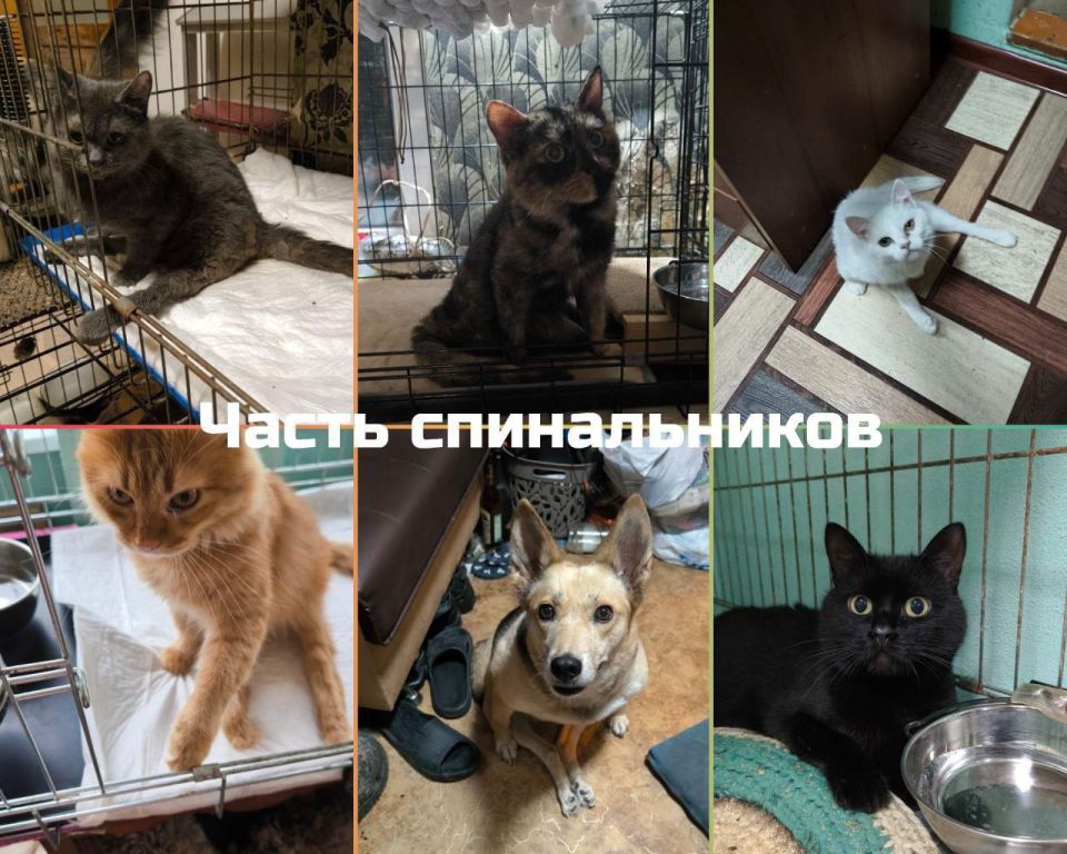 Друзья, по традиции, у "Мурысиного дома" г.Луганска, сегодня День Стольника! Друзья, по традиции, у "Мурысиного дома" г.Луганска, сегодня День Стольника!