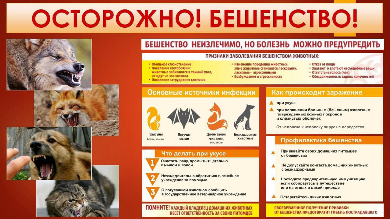 ОСТОРОЖНО! БЕШЕНСТВО. Бешенство – это заболевание вирусной природы, характеризующееся тяжелым поражением нервной системы и заканчивающееся, как правило, смертельным исходом