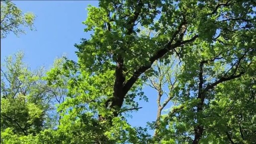 Детская библиотека города Ровеньки продолжает участие в проекте региона-шефа