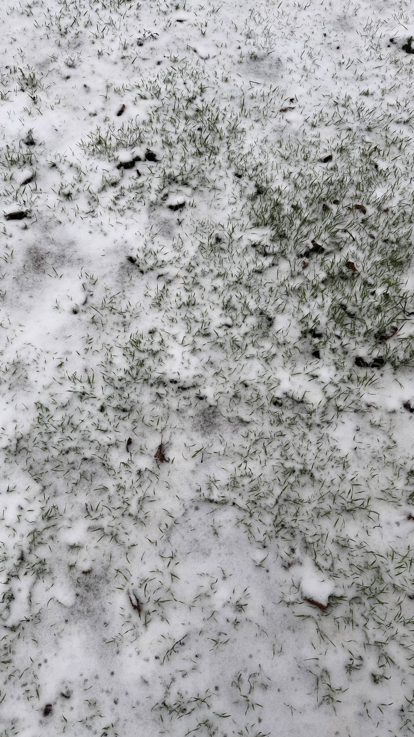 Новый год близко: в одном из палисадников Луганска вовсю цветут цветы Новый год близко: в одном из палисадников Луганска вовсю цветут цветы